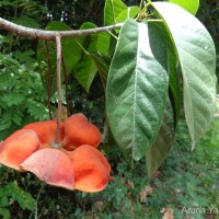 Sterculia balanghas L.